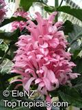 Jacobinia carnea